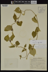 Matelea decipiens image