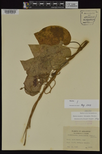 Matelea decipiens image