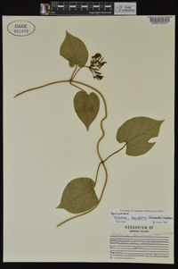 Matelea decipiens image