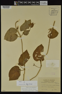 Matelea decipiens image