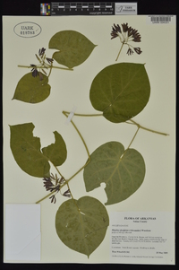 Matelea decipiens image