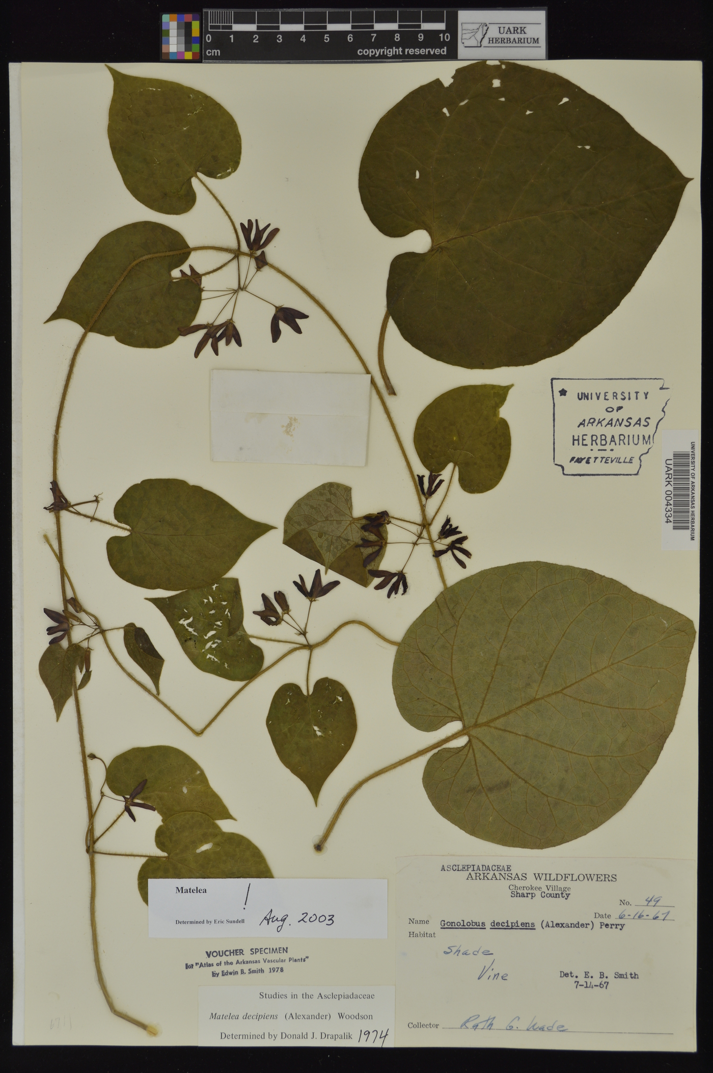 Matelea decipiens image