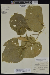 Matelea decipiens image