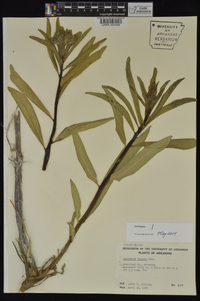 Asclepias viridis image