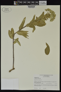 Asclepias viridis image