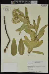 Asclepias viridis image