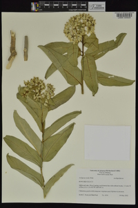 Asclepias viridis image