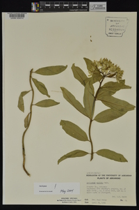 Asclepias viridis image