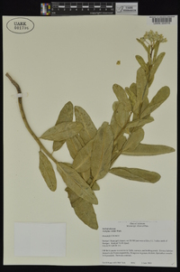 Asclepias viridis image