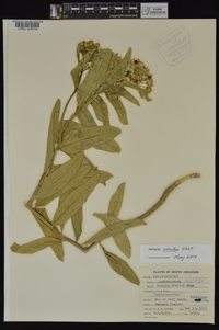 Asclepias viridis image