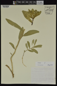 Asclepias viridis image