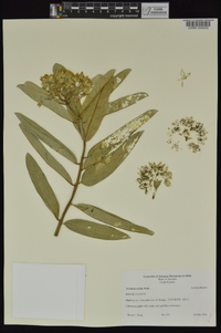 Asclepias viridis image