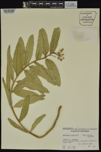 Asclepias viridis image