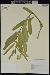 Asclepias viridis image