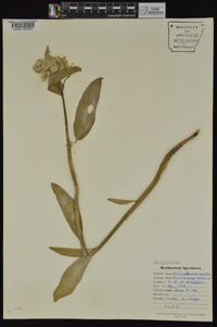 Asclepias viridis image