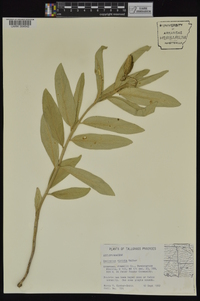 Asclepias viridis image