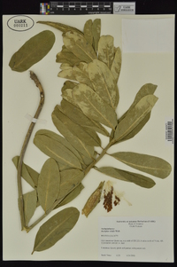 Asclepias viridis image