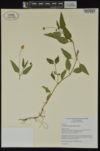 Acmella repens image