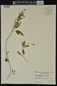 Acmella repens image