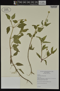 Acmella repens image