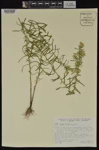 Ionactis linariifolia image