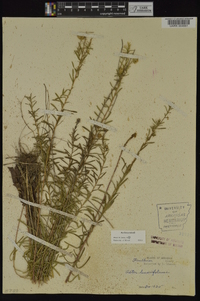 Ionactis linariifolia image