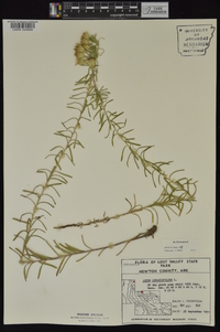 Ionactis linariifolia image