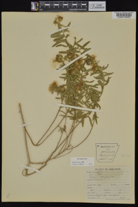 Symphyotrichum oblongifolium image