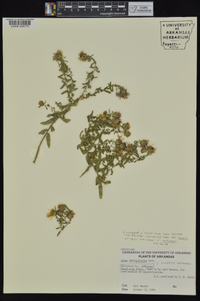 Symphyotrichum oblongifolium image