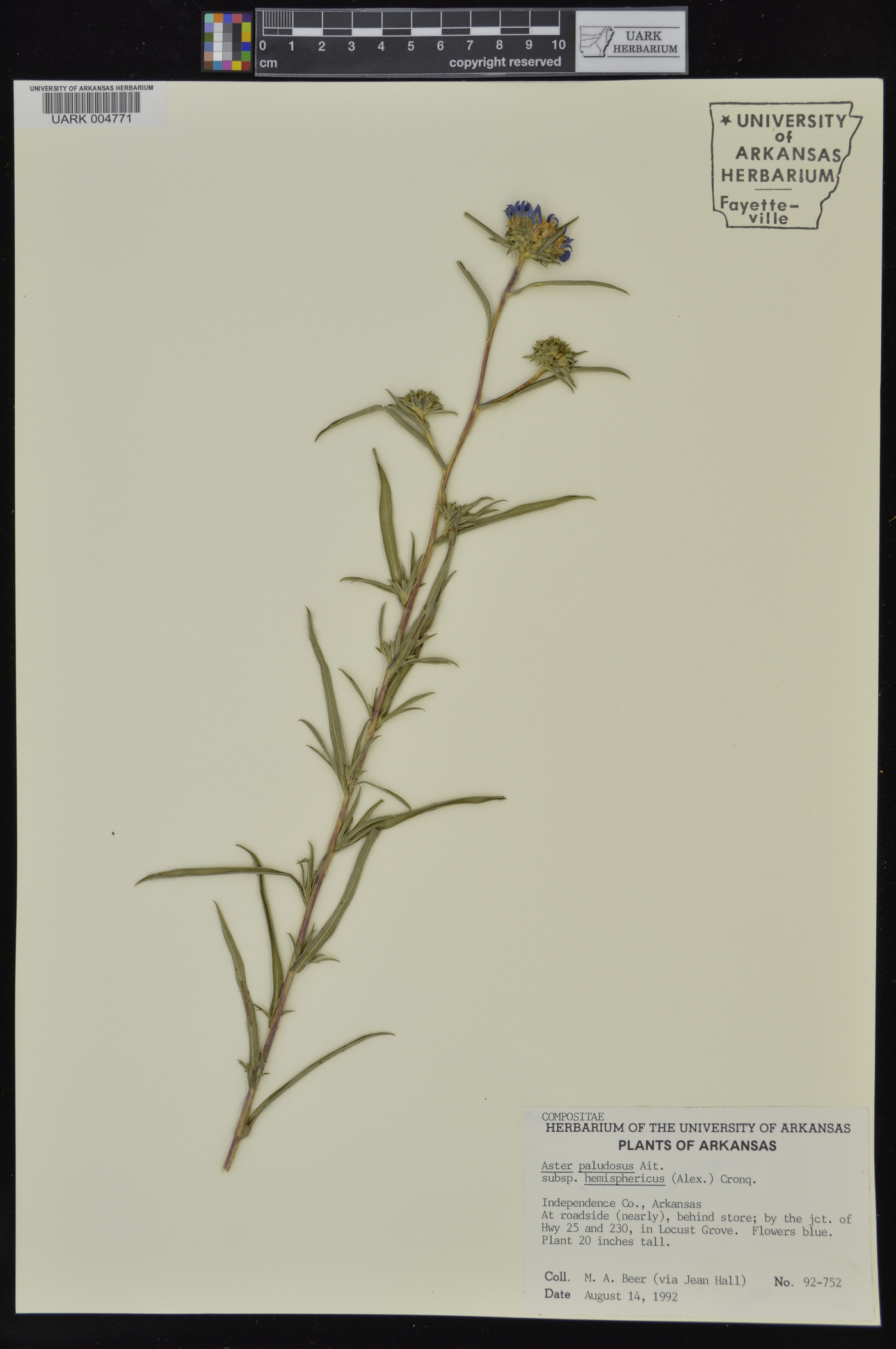 Eurybia hemispherica image