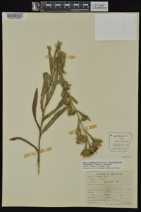 Aster hemisphericus image