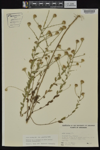 Symphyotrichum patens var. gracile image