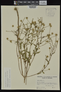 Symphyotrichum patens image