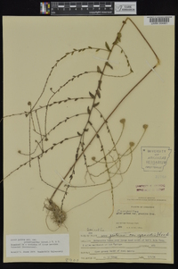 Symphyotrichum patens image