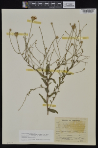 Symphyotrichum patens var. patentissimum image