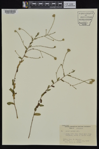 Symphyotrichum patens var. patentissimum image