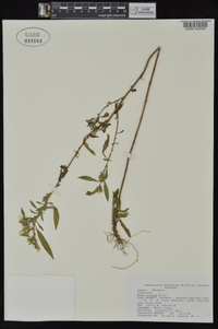 Symphyotrichum pilosum var. pilosum image