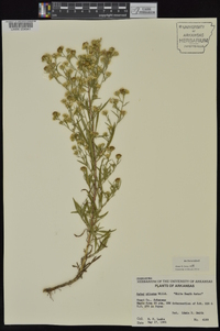 Symphyotrichum pilosum var. pilosum image