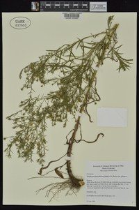 Symphyotrichum pilosum var. pilosum image
