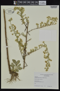 Symphyotrichum pilosum var. pilosum image