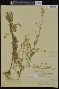 Symphyotrichum pilosum var. pilosum image