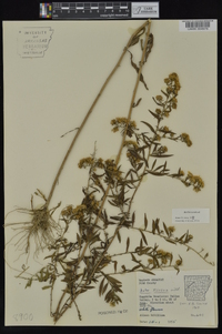 Symphyotrichum pilosum var. pilosum image