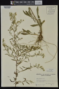 Symphyotrichum pilosum var. pilosum image