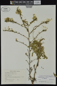 Symphyotrichum pilosum var. pilosum image