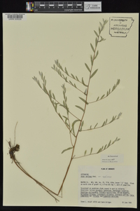 Symphyotrichum sericeum image