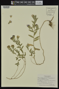 Aster microphyllus image