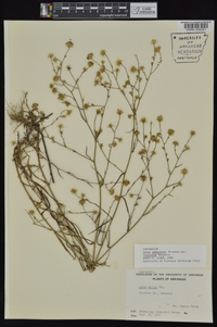 Symphyotrichum subulatum var. ligulatum image