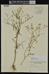 Symphyotrichum subulatum var. ligulatum image