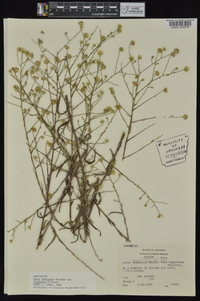 Symphyotrichum subulatum image