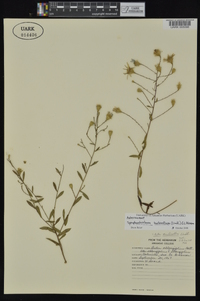 Symphyotrichum turbinellum image